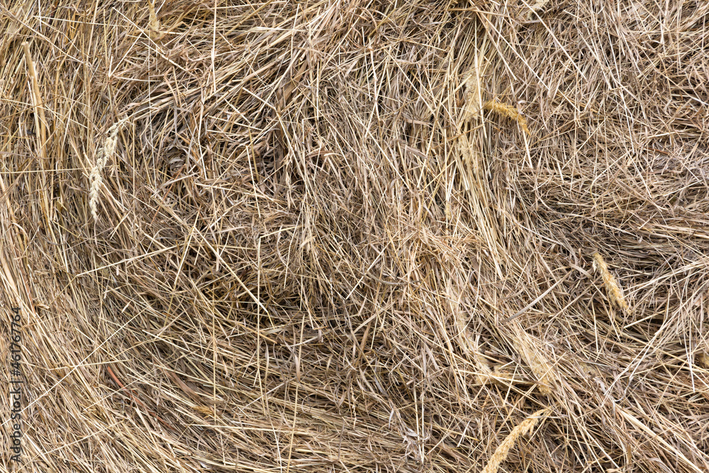 Natural background from dry grass Natural background from dry grass