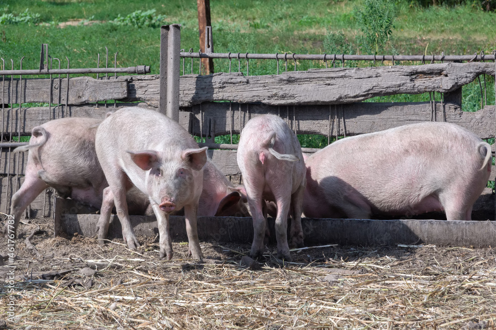 four piglets stand with their feet in the feeder four piglets stand with their feet in the feeder