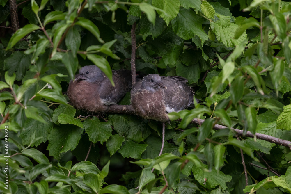 Zwei junge Tauben in einem Baum