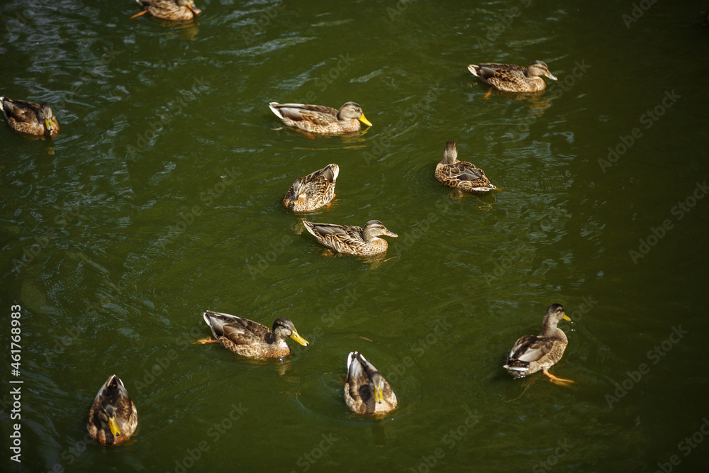wild ducks swim in the lake among the stones wild ducks swim in the lake among the stones