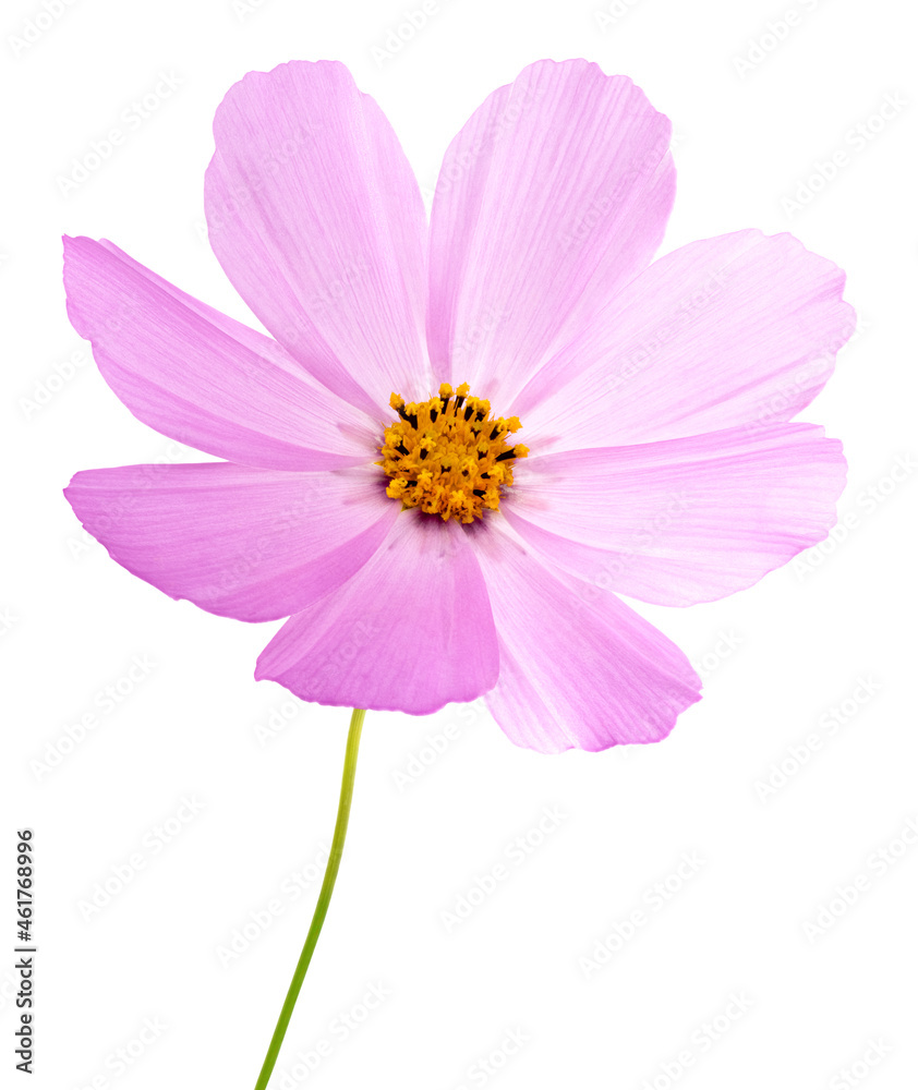 cosmos flower isolated on white background. Pink cosmos. Clipping path cosmos flower isolated on white background. Pink cosmos. Clipping path
