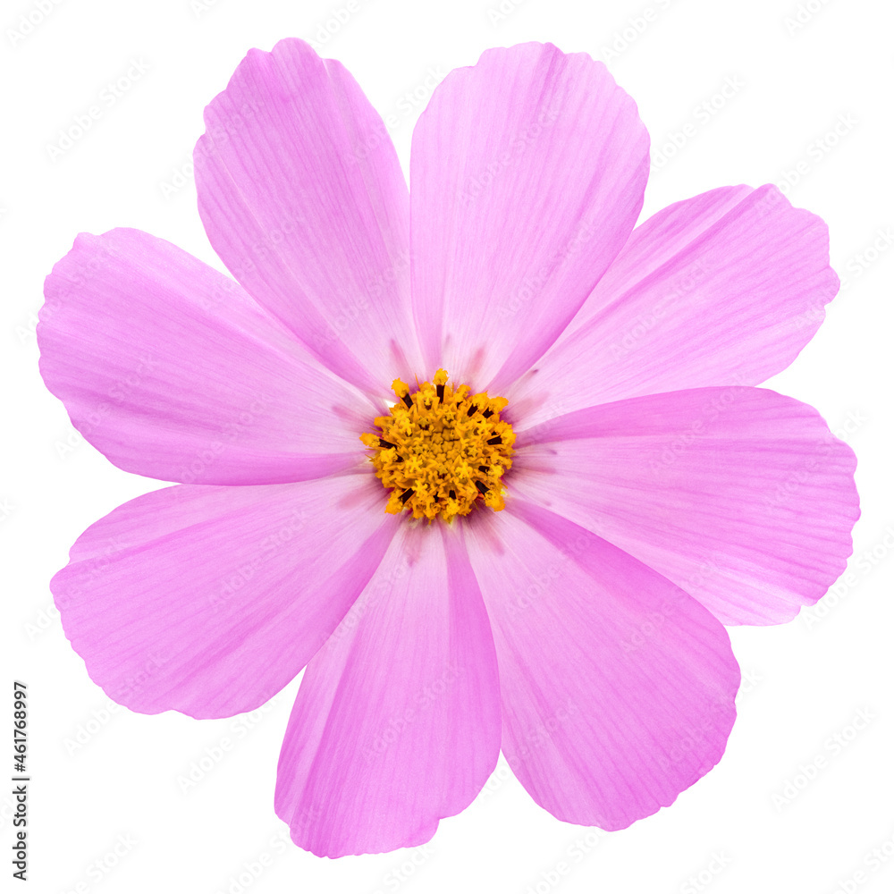cosmos flower isolated on white background. Pink cosmos. Clipping path cosmos flower isolated on white background. Pink cosmos. Clipping path