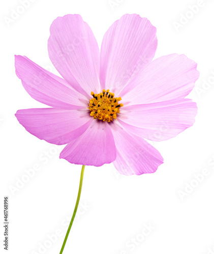 cosmos flower isolated on white background. Pink cosmos. Clipping path