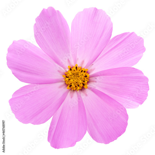 cosmos flower isolated on white background. Pink cosmos. Clipping path