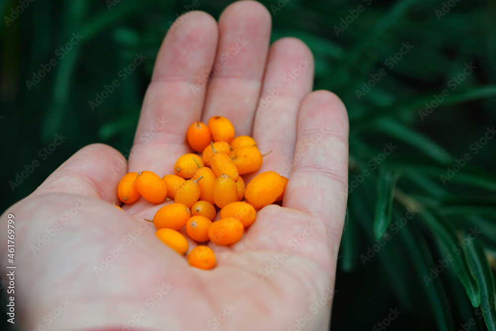 Hand holding ripe sea-buckthorn berries. Hippophae, orange colored berries in hand. branch with green leaves. vitamin C, useful sea buckthorn in medicine and cosmetology. berries for sea buckthorn oil Hand holding ripe sea-buckthorn berries. Hippophae, orange colored berries in hand. branch with green leaves. vitamin C, useful sea buckthorn in medicine and cosmetology. berries for sea buckthorn oil