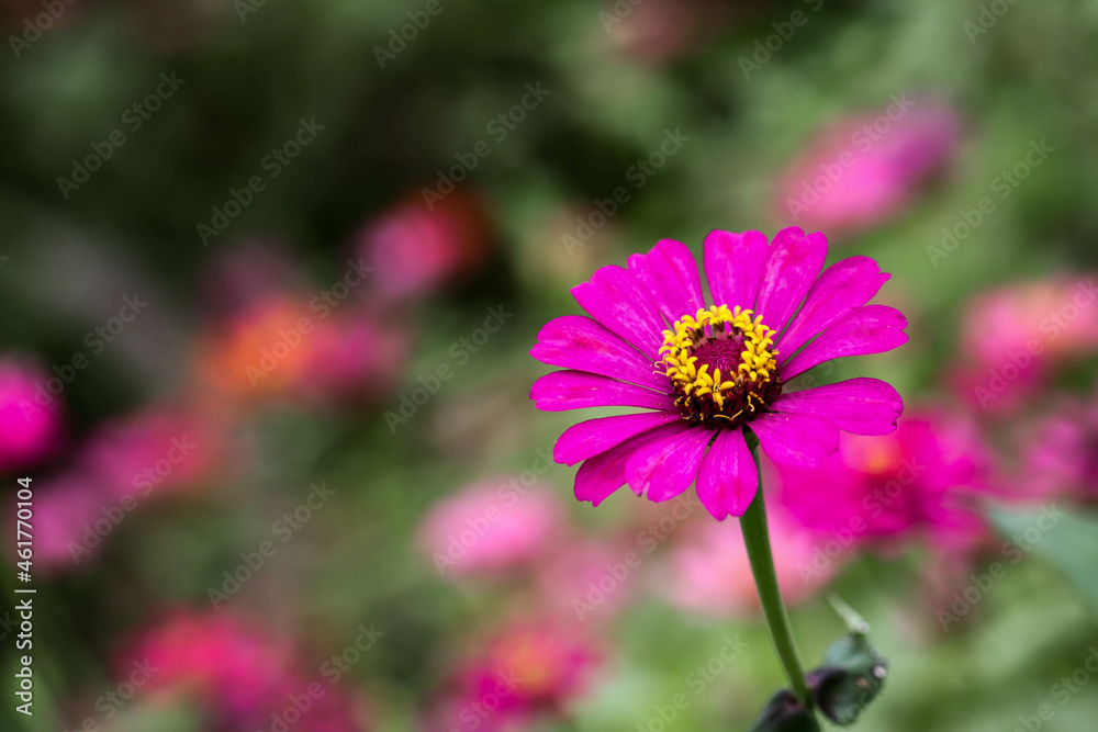 Pink zinnia flowers with green leaves background. Pink zinnia flowers with green leaves background.
