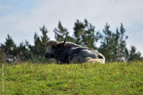 Bisonherde photo