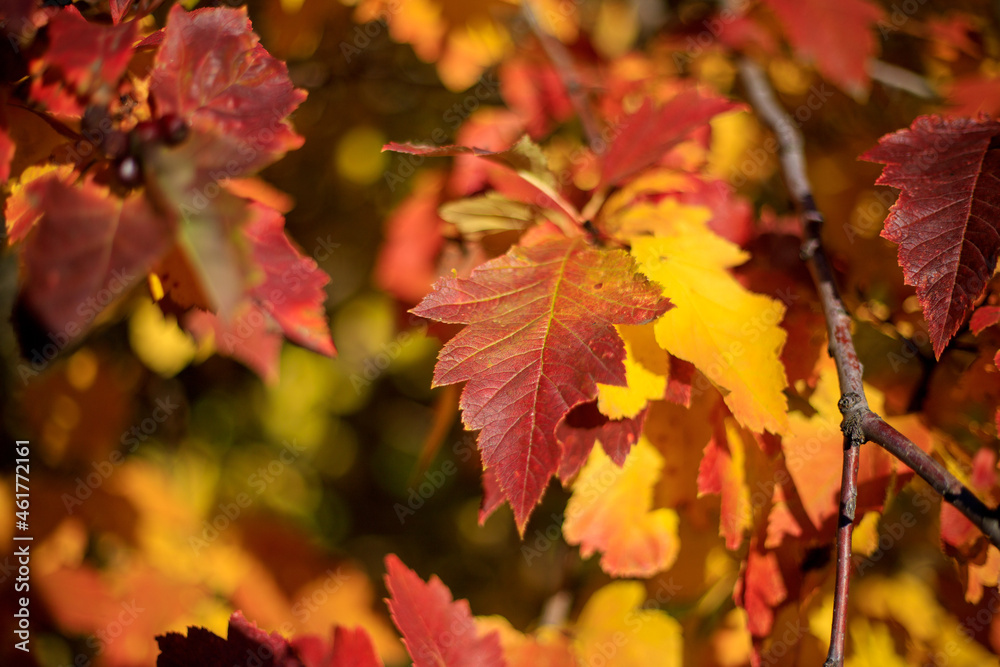 custom made wallpaper toronto digitalYellow, orange autumn leaves. beautiful background. In the sunlight. Golden Autumn