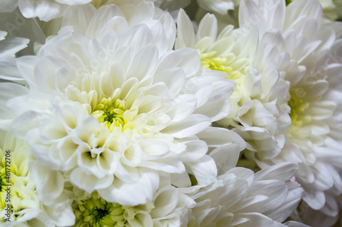 Close-up of white chrysanthemums with yellow middles. Flowers, bouquet, white