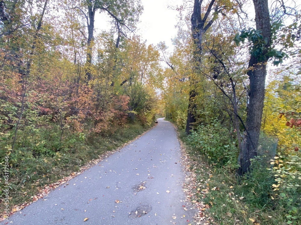 Fall colours in the trees in Calgary Alberta Fall colours in the trees in Calgary Alberta