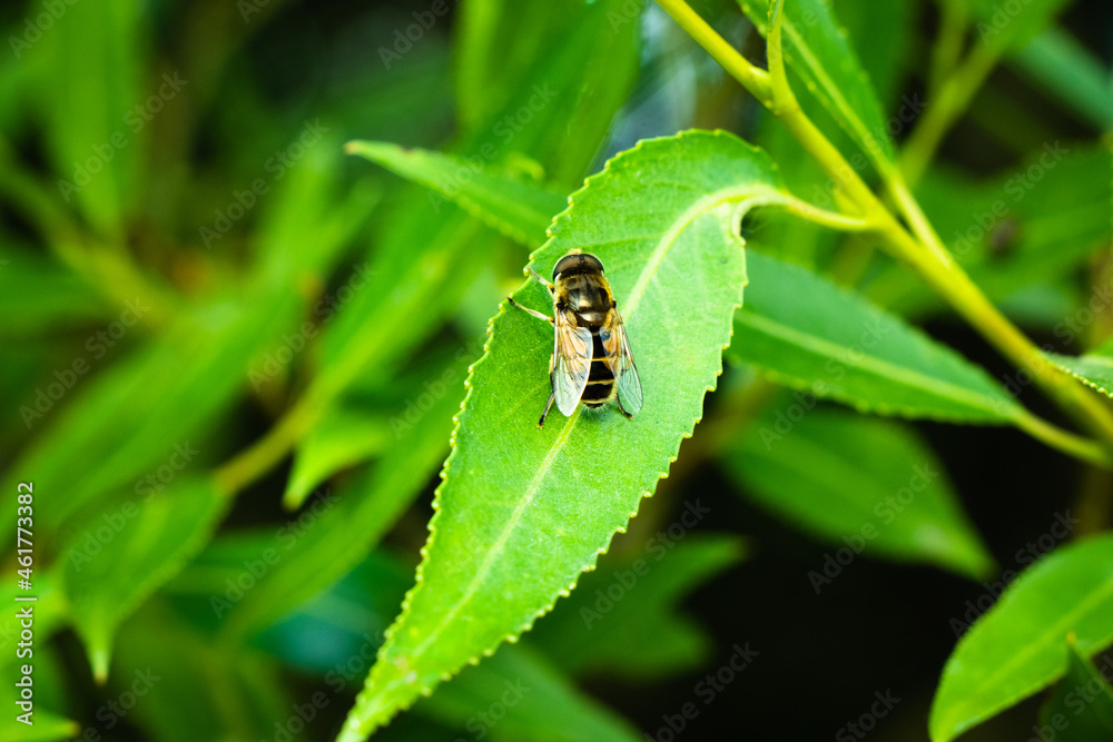 bee on a leaf bee on a leaf