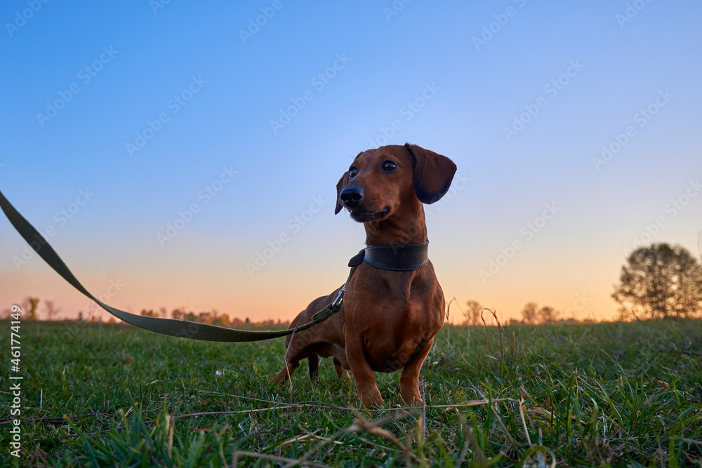 Dachshund in a field at sunset. Brown mini dachshund in nature Dachshund in a field at sunset. Brown mini dachshund in nature
