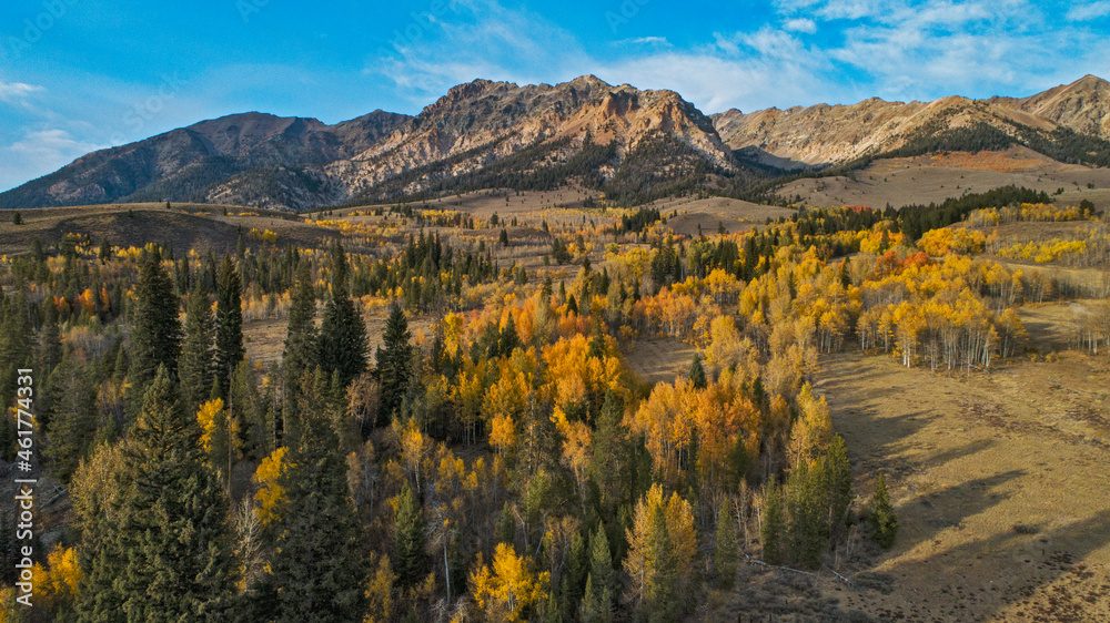 Drone aerial view of an aspen grove with beautiful fall colors and majestic mountain peaks