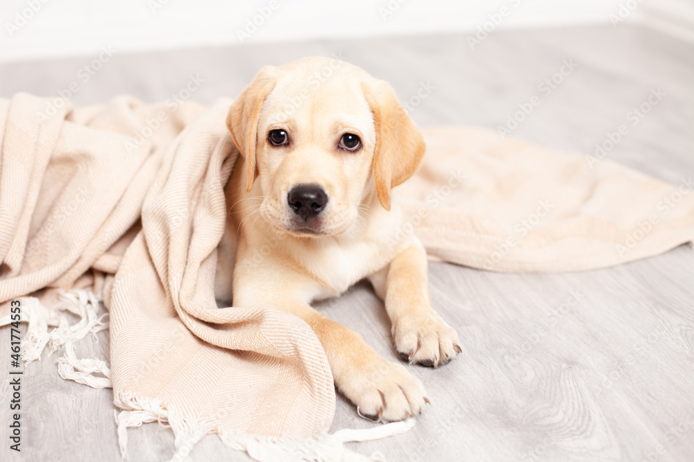 Cute Labrador puppy lies on the floor under the blanket of the house. Pet. Dog.