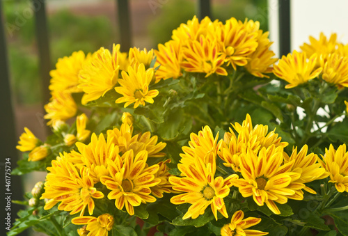front view  close distance of yellow chrysanthemum flowers in full bloom  on an afternoon  autumn day
