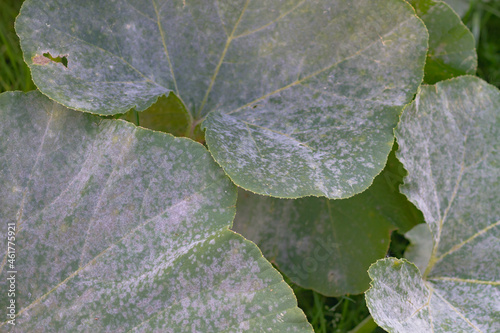 Plant disease powdery mildew, oidium on pumpkin leaves in autumn, the leaves of the vegetable plant are covered with a white coating of fungus