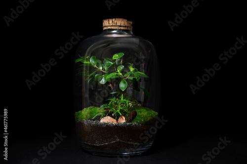 Bonsai tree in a glass jar in the black background.