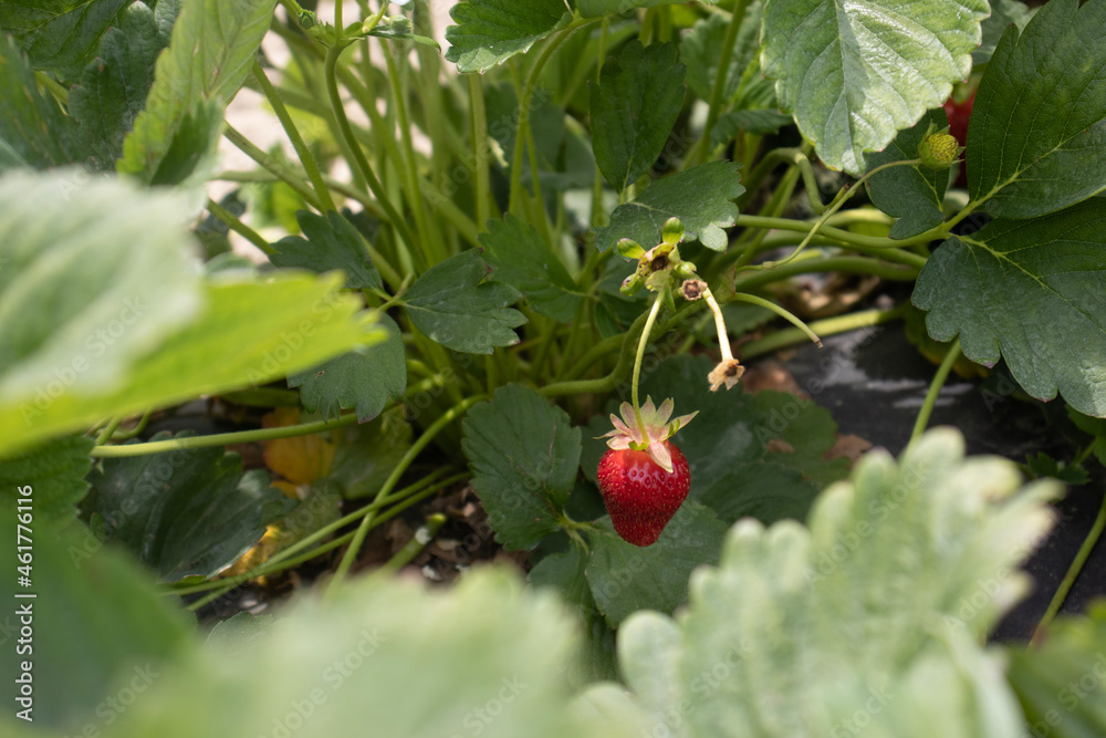 Fototapeta premium Strawberry 