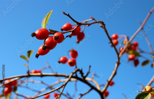 Ripe, red rosehip fruits on the background of the blue sky.
