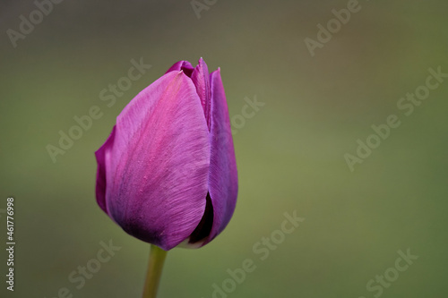 Closeup shot of a purple prince tulip #461776998