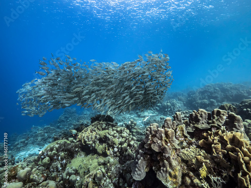 Seascape with Bait Ball, School of Fish in the turquoise water of coral reef in Caribbean Sea, Curacao