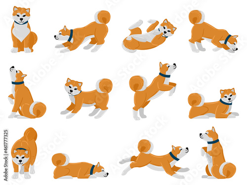 Cartoon akita dog daily routine, puppy pet walking, sleeping and howling. Domestic pet tricks, cute akita animal actions vector illustration set. Adorable akita breed dog photo