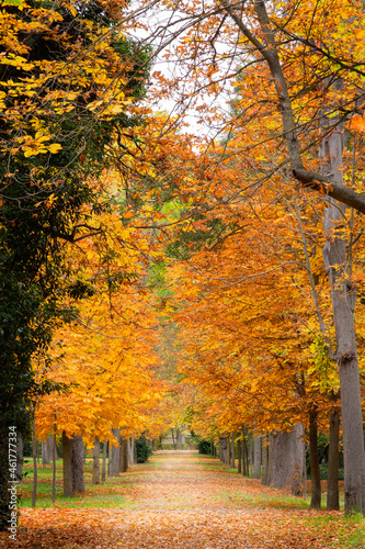 Garden path in autumn, surrounded by deciduous trees