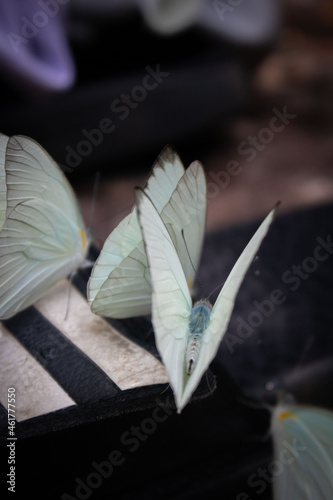 Corpo de borboleta pousada no chinelo em meio a Floresta Amazônica. photo