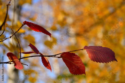 A branch with red autumn elm leaves in October with place for text
