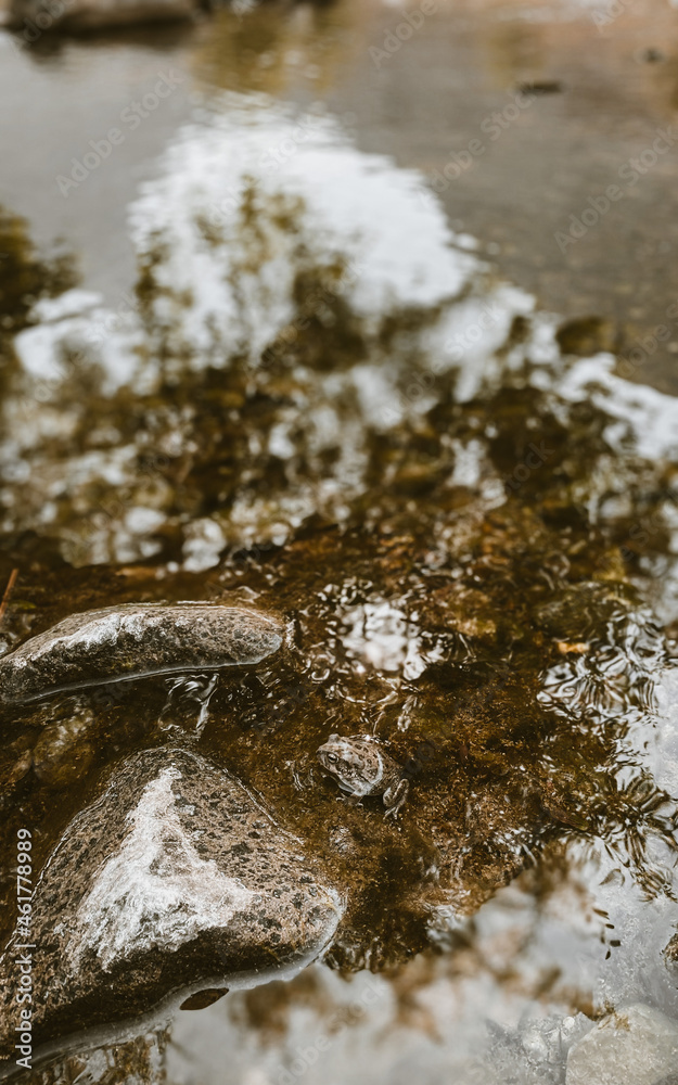 Obraz premium water flowing in the forest