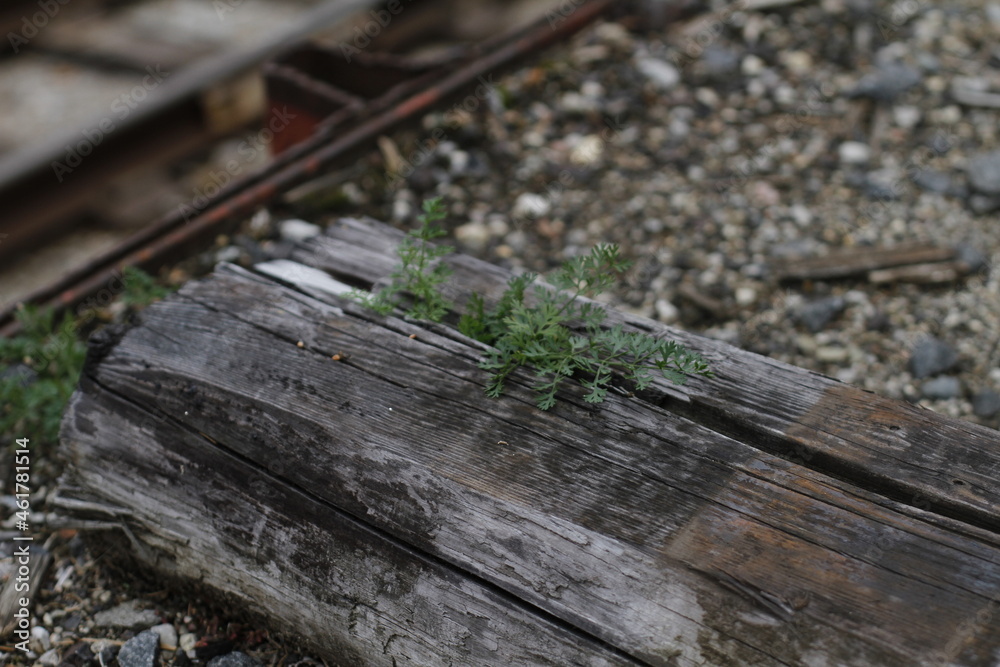 plant growing in log