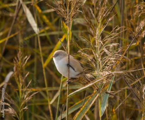 усатая синица, в тростнике, dearded reedling, bartmeise, panure a moustaches, птицы photo