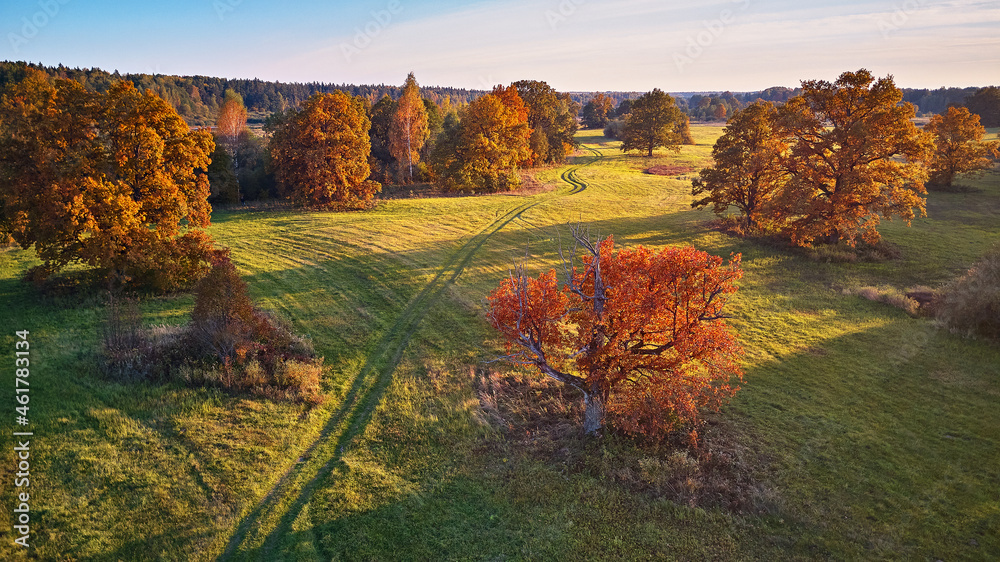Aerial view of oak trees in autumn, shadow on meadow. Country road on green fields.