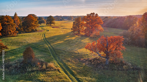Obraz na płótnie Country road on green fields. Sunny aerial panorama, Belarus. Landscape with cork oaks w salonie