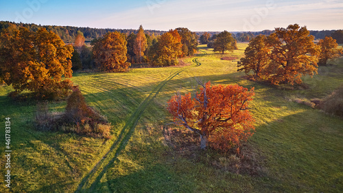 Obraz na płótnie Aerial view of oak trees in autumn, shadow on meadow. Country road on green fields. w salonie