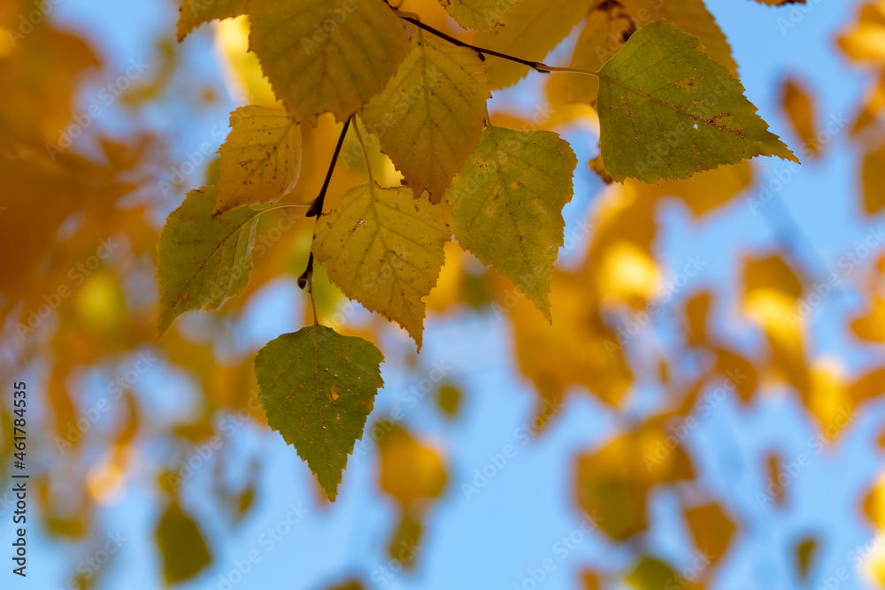 Fototapeta premium Yellow birch leaves on blue background sky. Autumn