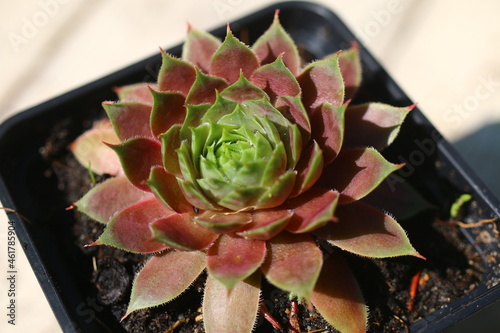  Sempervivum BEDIVERE succulent plants photo