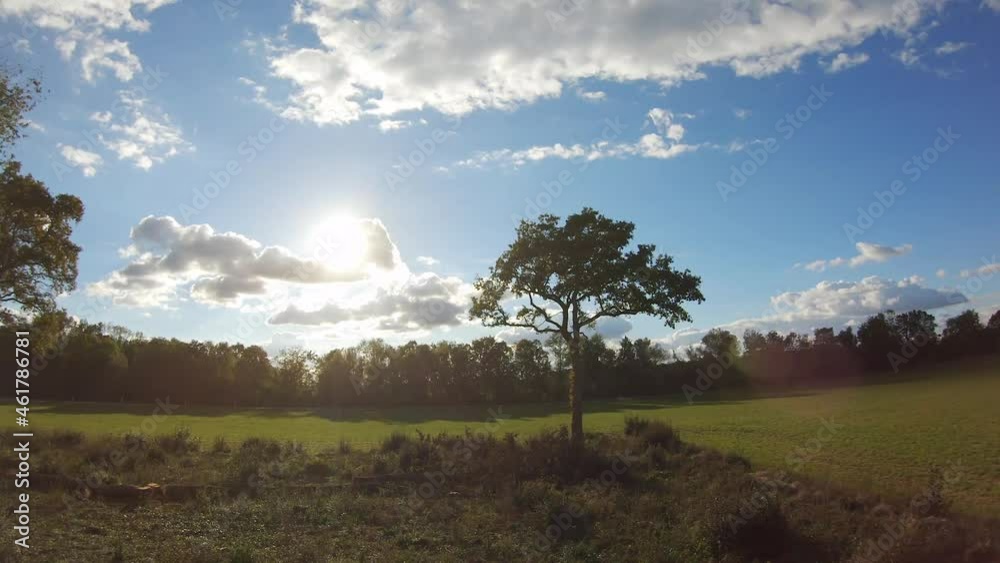 Drone à travers les arbres