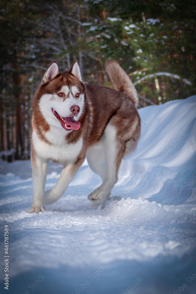 Red husky dog is playing in the snow. Siberian husky dog runs on snowy road in the winter sunny park