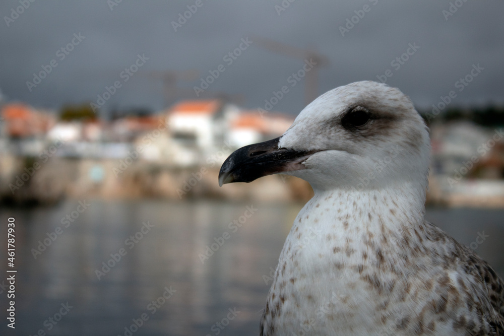 Segull on the pier