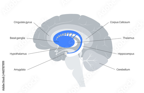 Basal ganglia anatomy