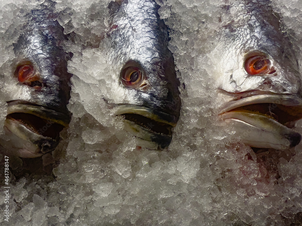group of fish on ice on a supermarket counter