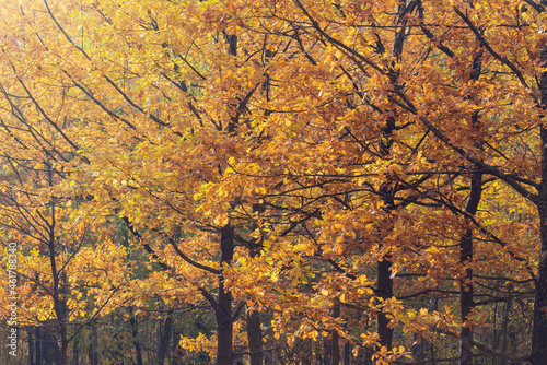 Oak tree branches in the the city park.