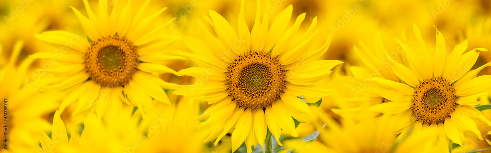 バナーサイズに切り抜いたヒマワリの花畑画像 バナーサイズに切り抜いたヒマワリの花畑画像