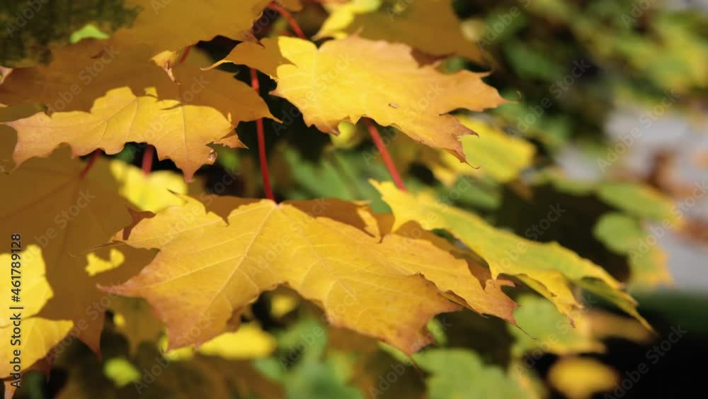 Autumn colorful bright leaves swinging on an oak tree in autumnal park. Fall background. Beautiful nature scene Autumn colorful bright leaves swinging on an oak tree in autumnal park. Fall background. Beautiful nature scene