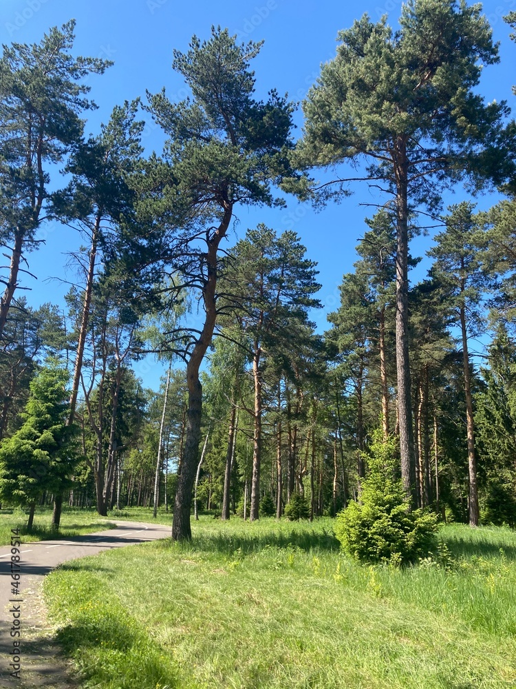 Obraz premium trees in the park