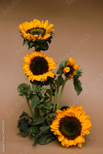 Composition of sunflowers on brown paper background. Autumn abstract background.