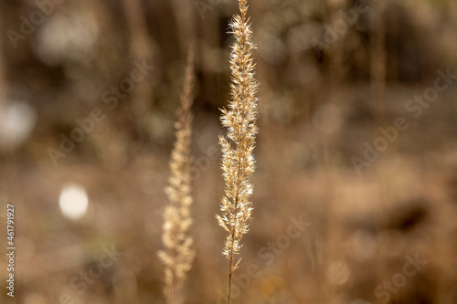 dry grass in the field © Morgul