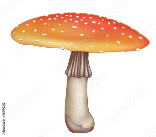 Mushroom Illustration 