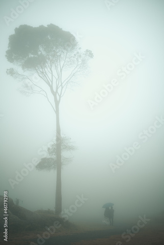 Arbol frondoso en medio del bosque y la neblina